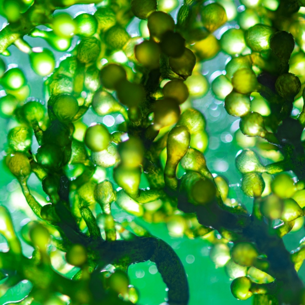 FSS BiEau® Actif Green Algae